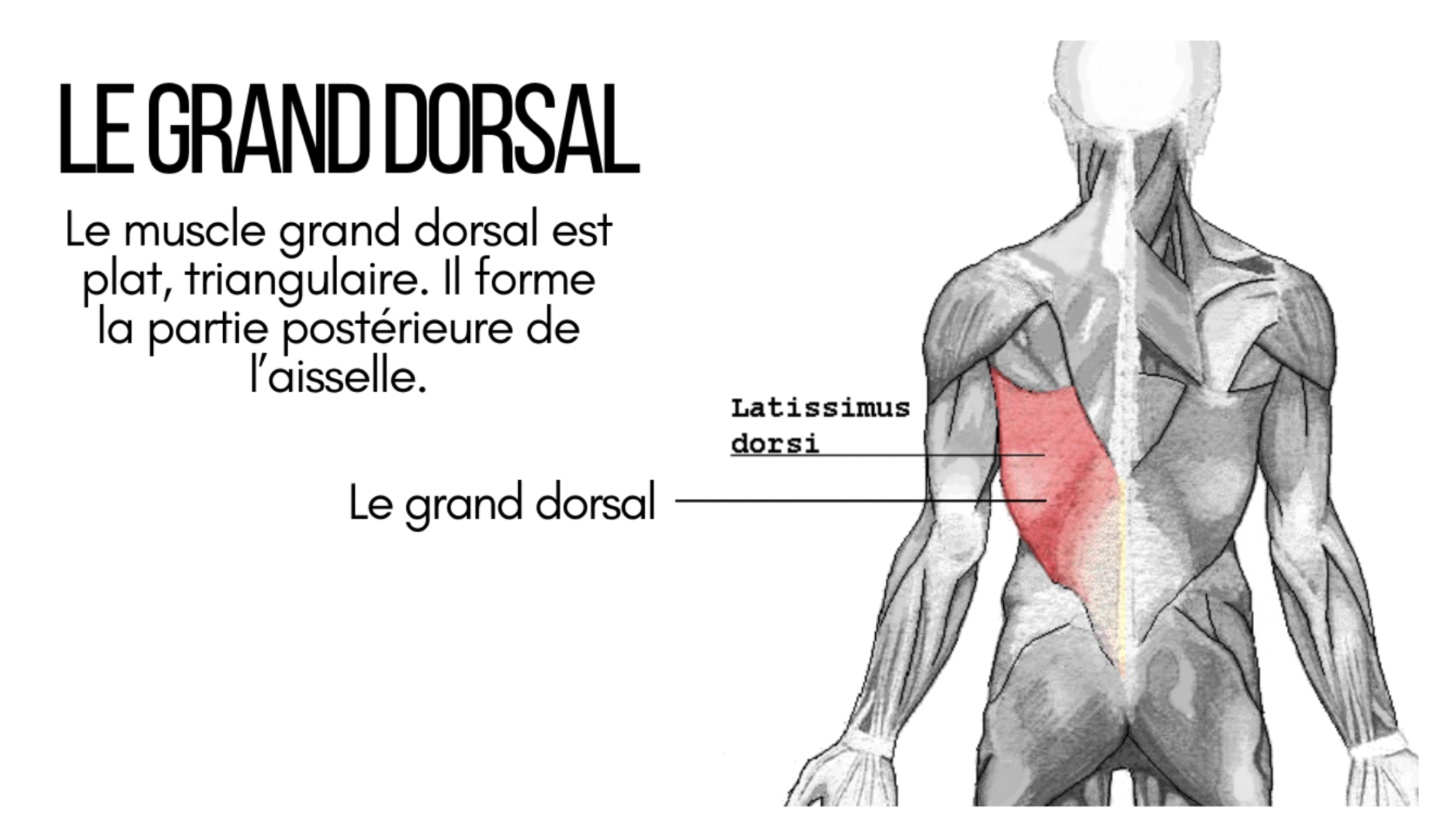 Anatomie Fonctionnelle Du Grand Dorsal Thomaspierrecoaching