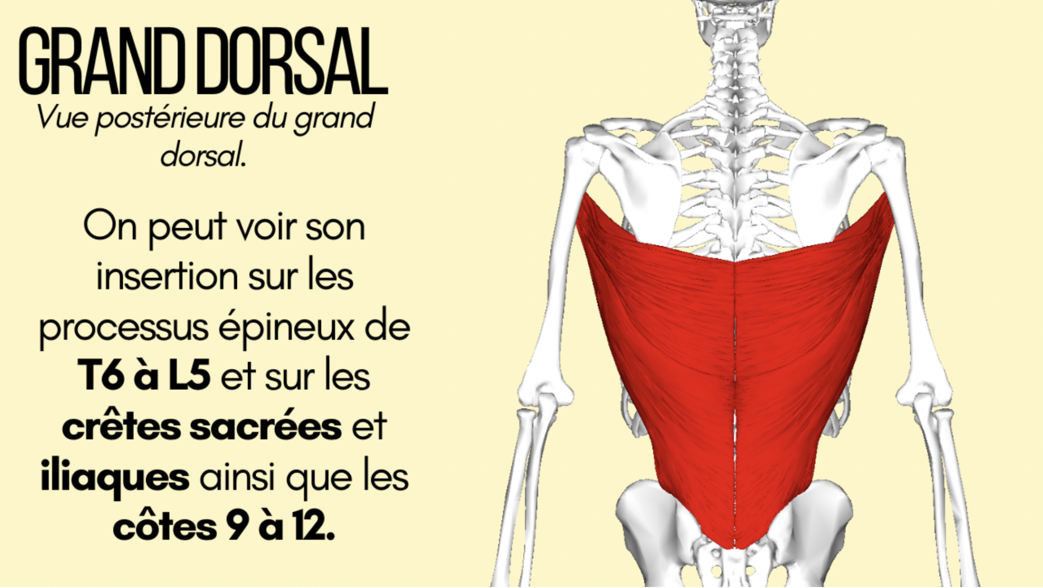 Anatomie Fonctionnelle Du Grand Dorsal Thomaspierrecoaching