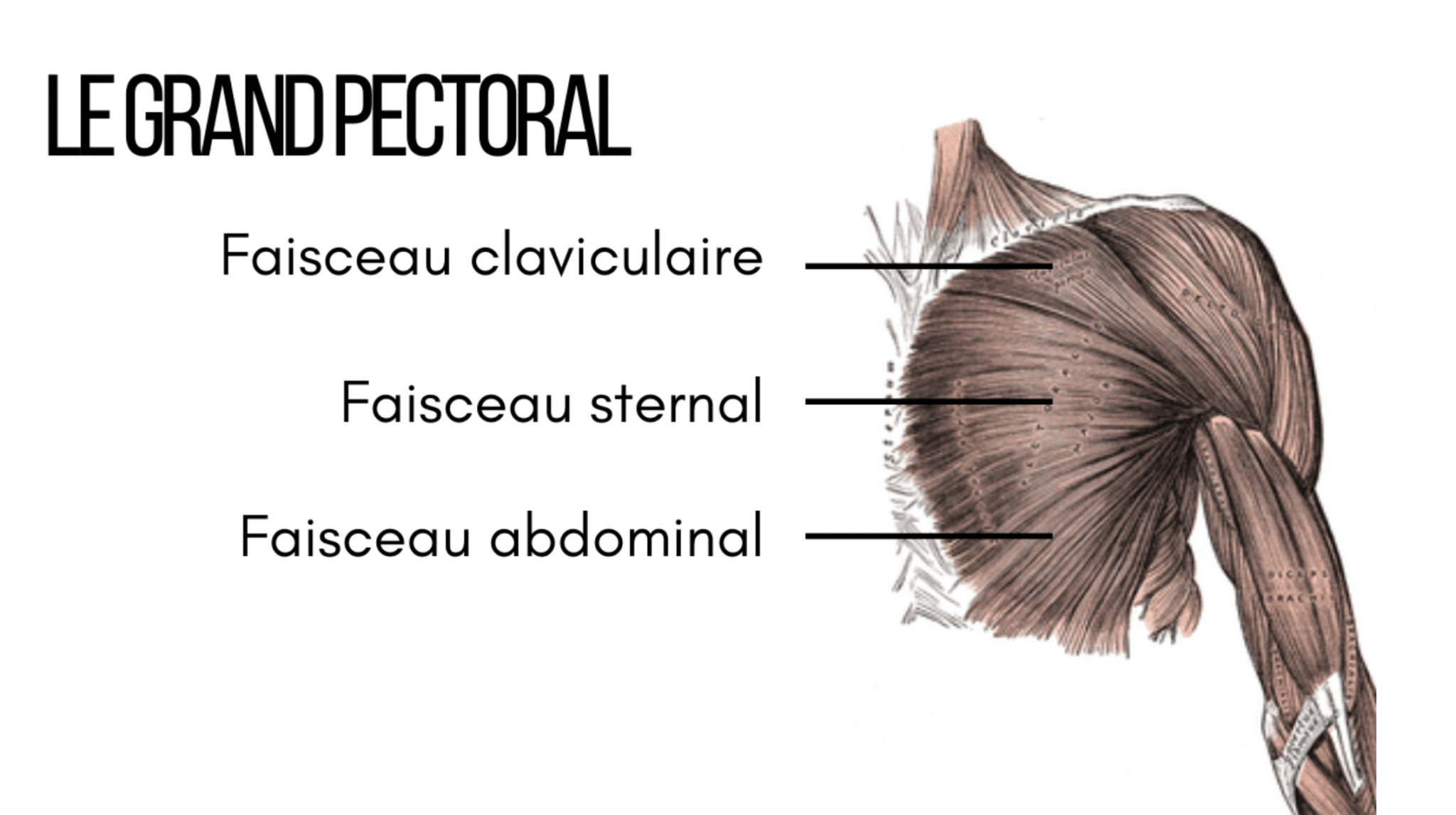 Anatomie Fonctionnelle Du Grand Pectoral Thomaspierrecoaching